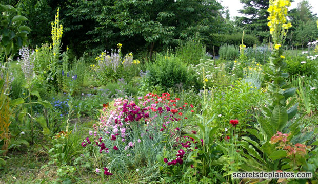 jardin de Fran�\{ADRESSE_MAILoise PIEGAY en pleine floraison