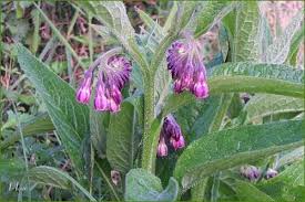 Consoude officinale Symphytum officinalis Borraginacées