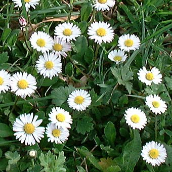 Bellis Perennis - Paquerette