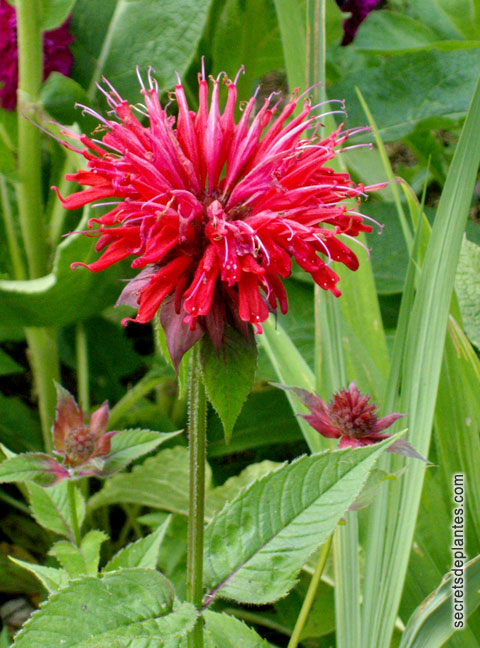 fleur de monarde